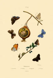 Black Hairstreak, 1833-39